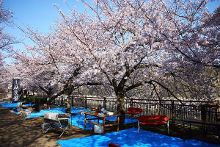 关于拉克拉女王的惊人真相