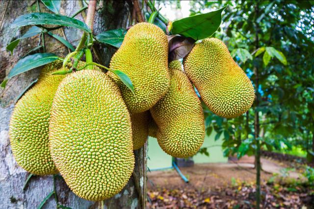 圣斗士星矢: 天界篇序奏