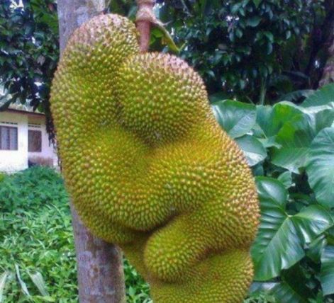 哈利·波特与凤凰社（原声版）